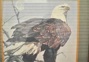 Vintage Bald Eagle Framed Glass Picture